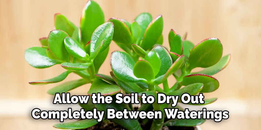 Allow the Soil to Dry Out
Completely Between Waterings