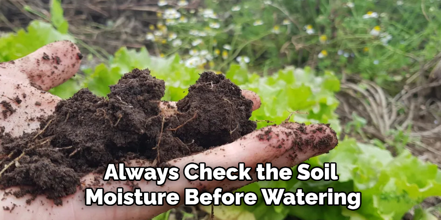 Always Check the Soil
Moisture Before Watering