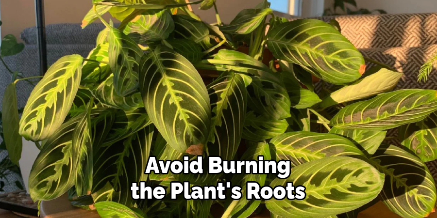 Avoid Burning
the Plant's Roots
