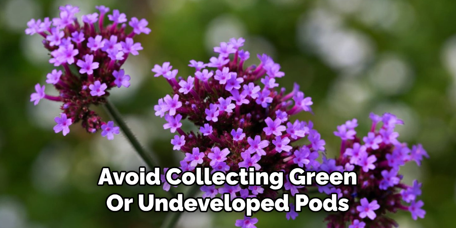 Avoid Collecting Green
Or Undeveloped Pods
