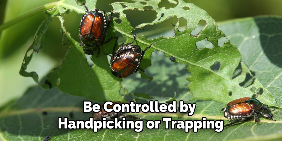 Be Controlled by
Handpicking or Trapping