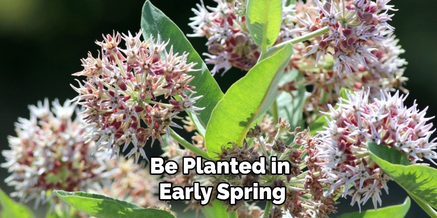 Be Planted in
Early Spring