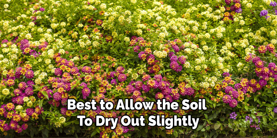 Best to Allow the Soil
To Dry Out Slightly