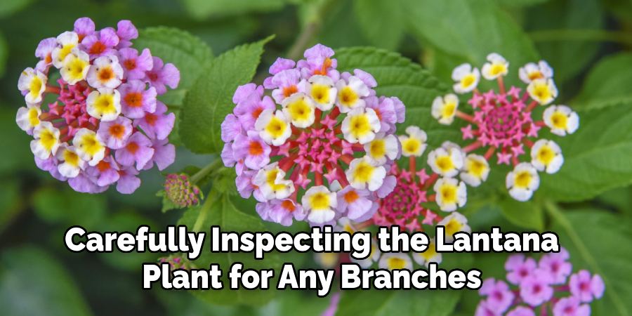 Carefully Inspecting the Lantana
Plant for Any Branches