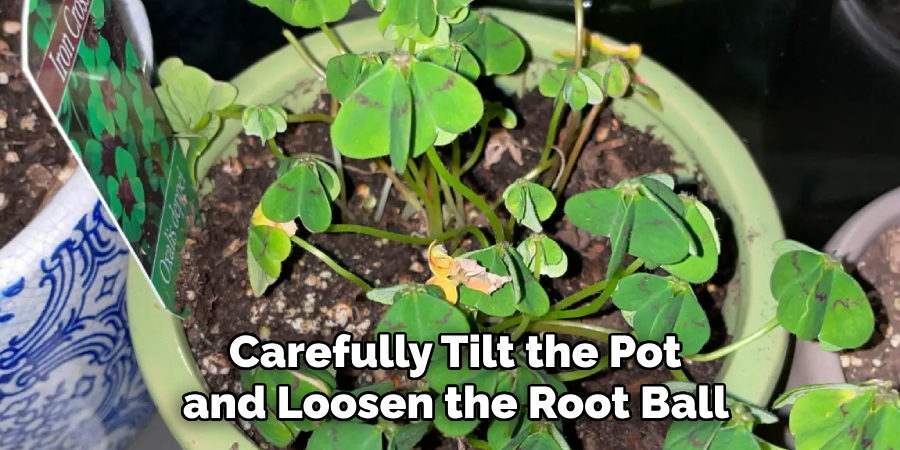 Carefully Tilt the Pot
and Loosen the Root Ball