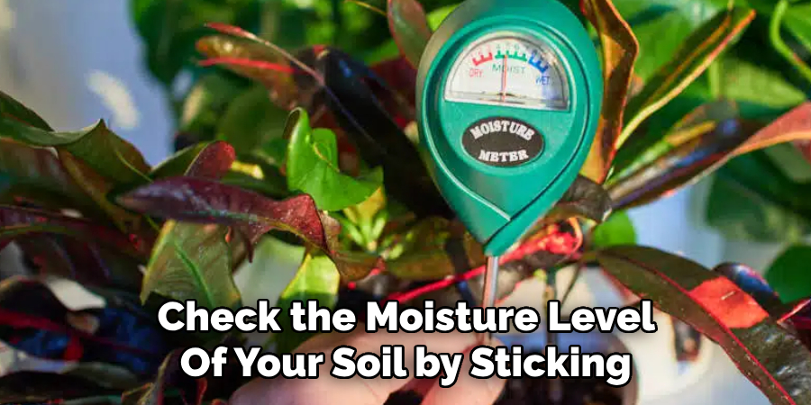 Check the Moisture Level
Of Your Soil by Sticking