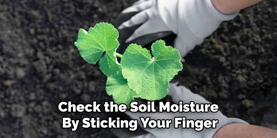 Check the Soil Moisture
By Sticking Your Finger