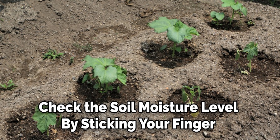 Check the Soil Moisture Level 
By Sticking Your Finger 