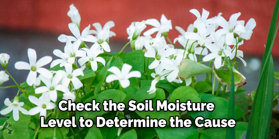 Check the Soil Moisture
Level to Determine the Cause