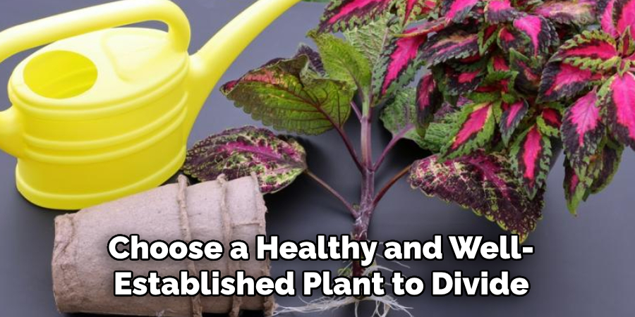 Choose a Healthy and Well-
Established Plant to Divide