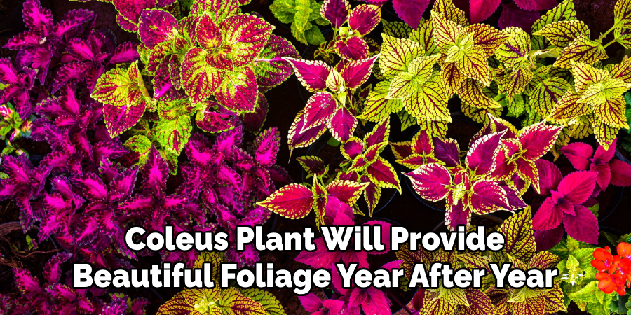 Coleus Plant Will Provide
Beautiful Foliage Year After Year
