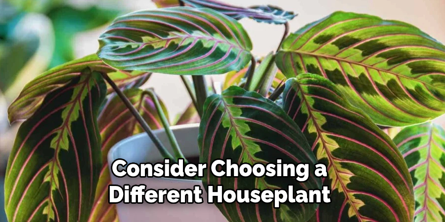 Consider Choosing a
Different Houseplant