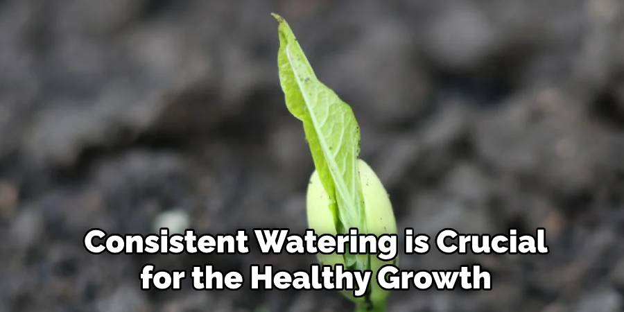 Consistent Watering is Crucial
for the Healthy Growth