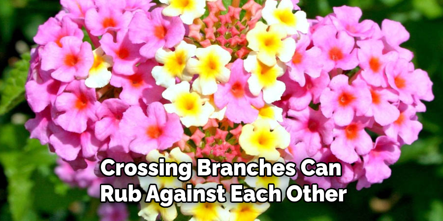 Crossing Branches Can
Rub Against Each Other