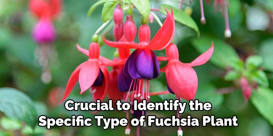 Crucial to Identify the
Specific Type of Fuchsia Plant