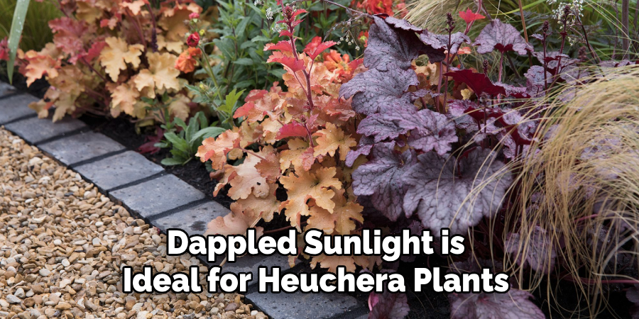 Dappled Sunlight is
Ideal for Heuchera Plants