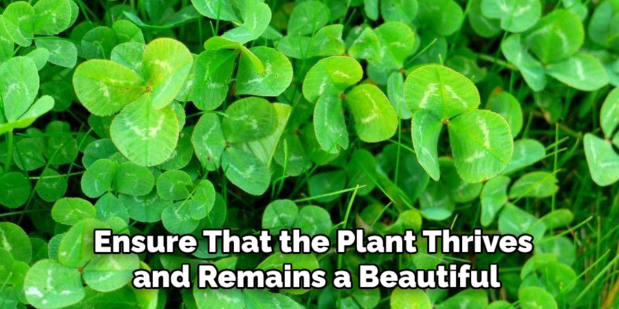 Ensure That the Plant Thrives
and Remains a Beautiful