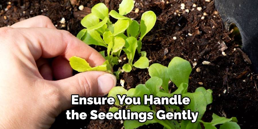 Ensure You Handle
the Seedlings Gently