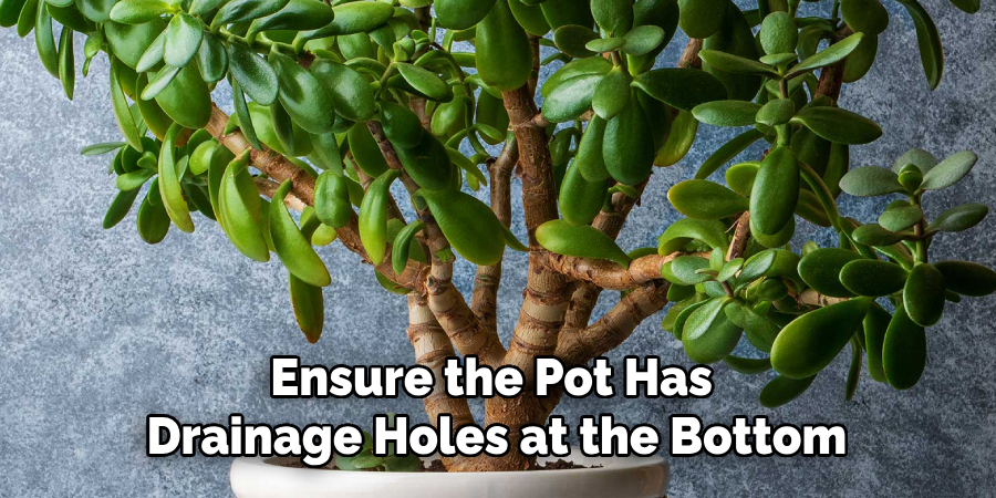 Ensure the Pot Has
Drainage Holes at the Bottom