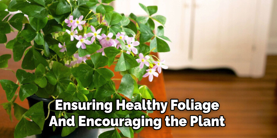 Ensuring Healthy Foliage
And Encouraging the Plant