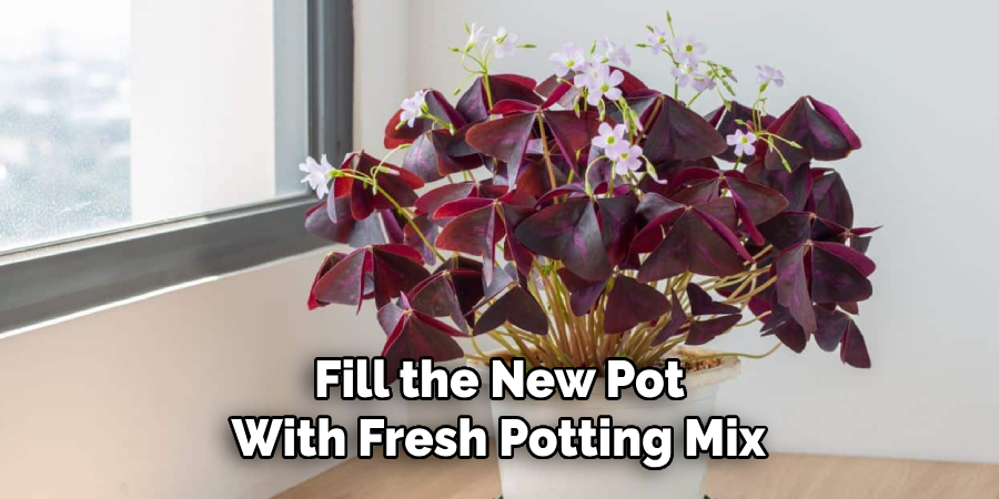 Fill the New Pot
With Fresh Potting Mix
