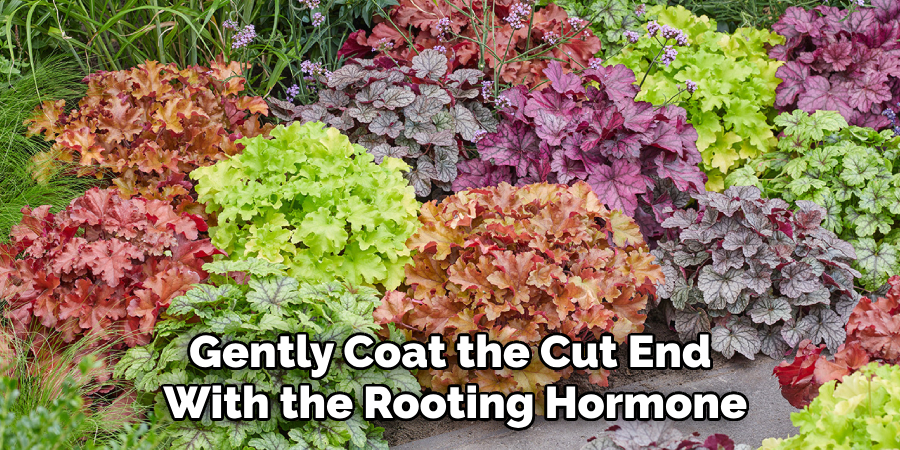 Gently Coat the Cut End
With the Rooting Hormone
