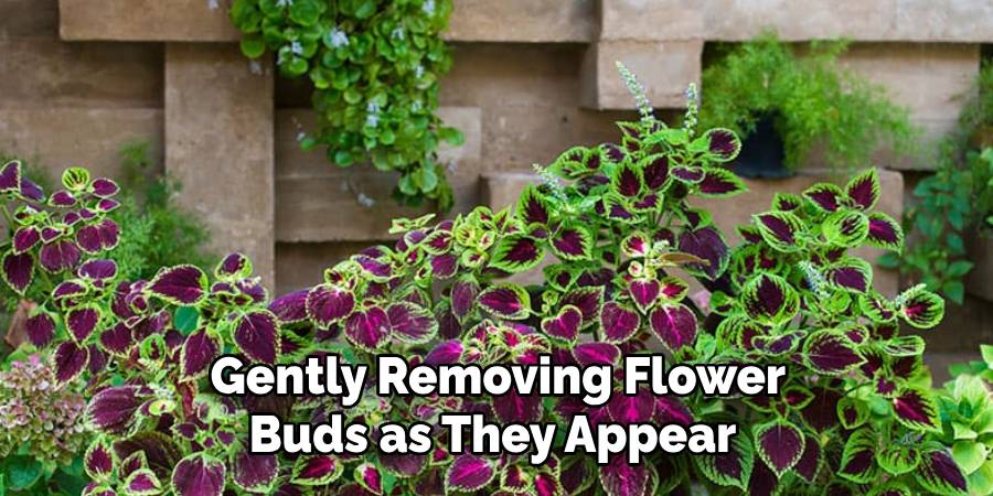 Gently Removing Flower
Buds as They Appear