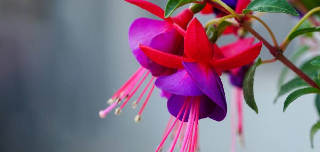 How to Collect Fuchsia Seeds