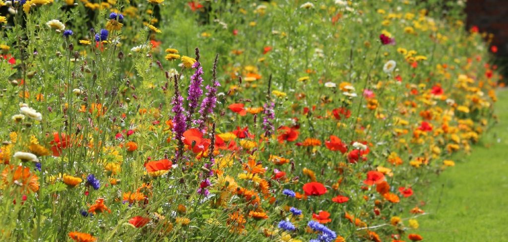 How to Germinate Wildflower Seeds