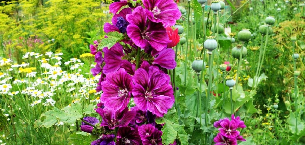 How to Grow Hollyhocks From Seed