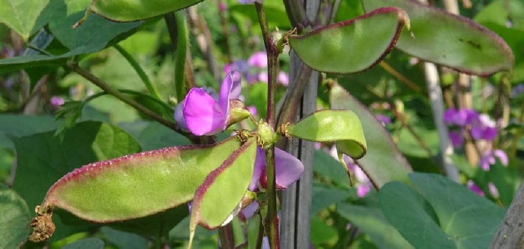How to Grow Lima Bean Seeds