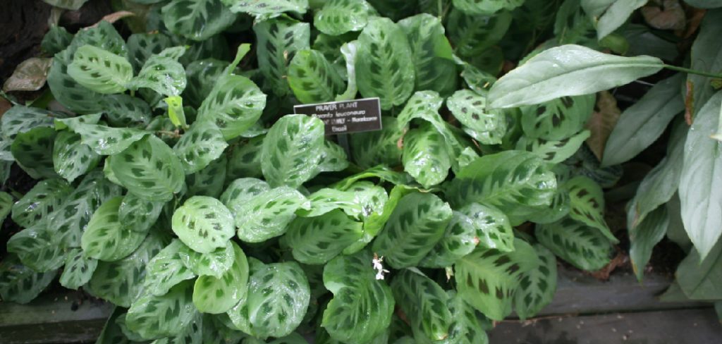 How to Grow Prayer Plants