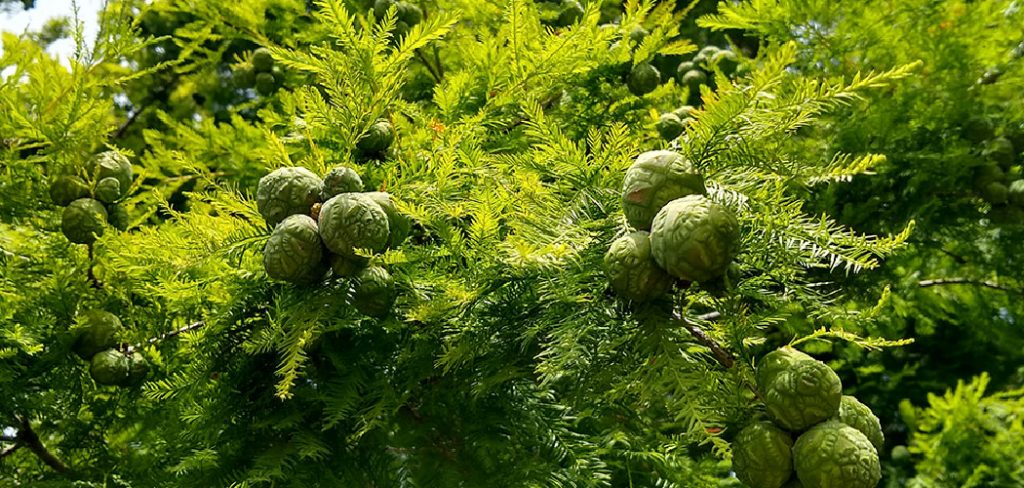 How to Grow a Cypress Tree From Seed