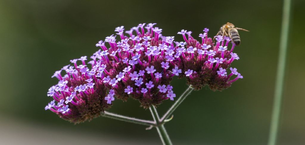 How to Harvest Verbena Seeds