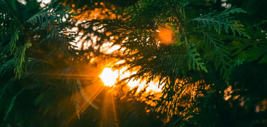 How to Measure Sunlight for Plants