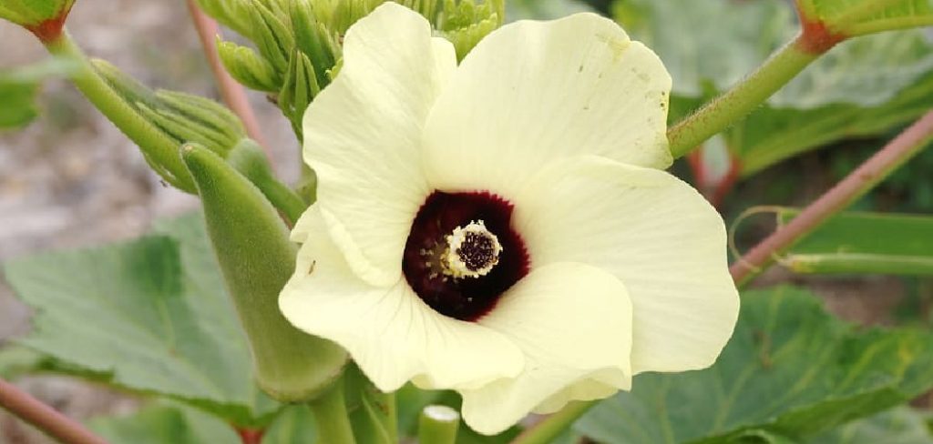 How to Plant Okra From Seeds