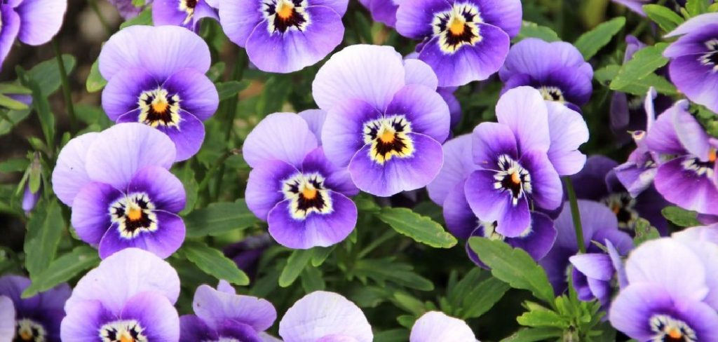 How to Plant Pansies From Seed