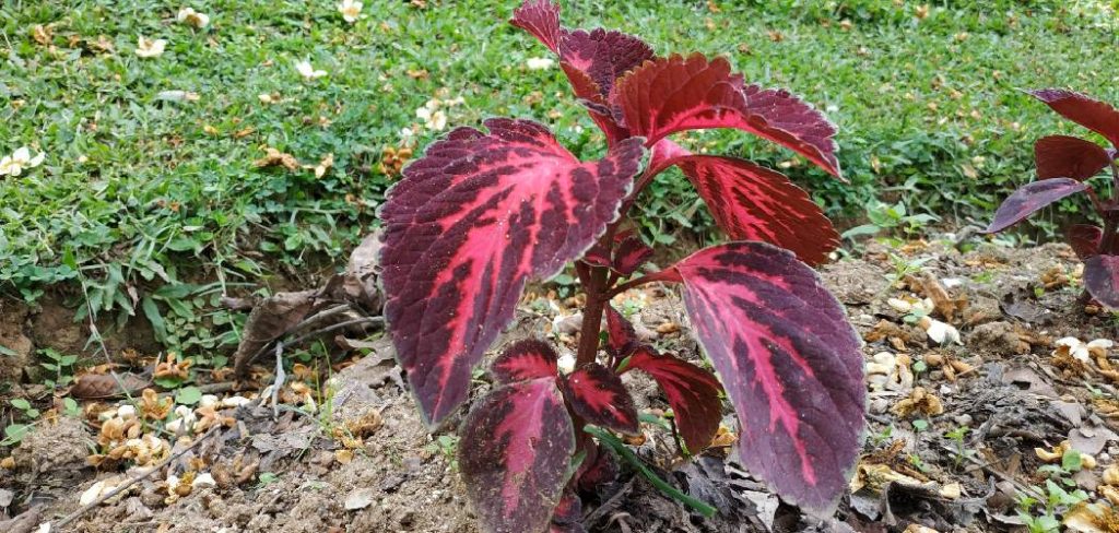 How to Prune Coleus Plants