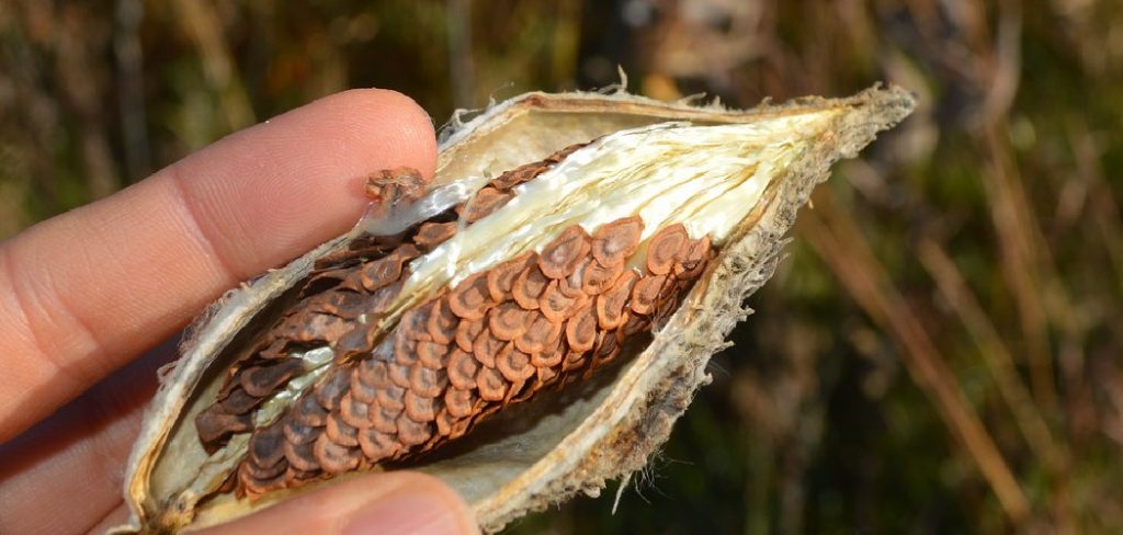 How to Store Milkweed Seeds