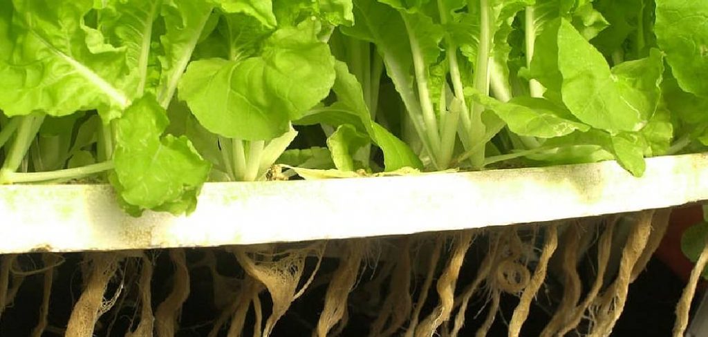 How to Thin Lettuce Seedlings