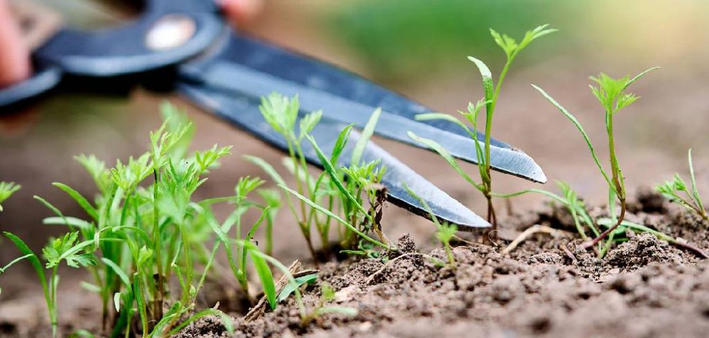 How to Thin Out Seedlings