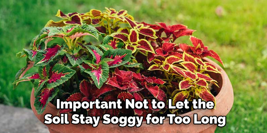 Important Not to Let the
Soil Stay Soggy for Too Long
