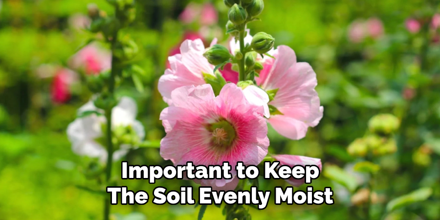 Important to Keep
The Soil Evenly Moist