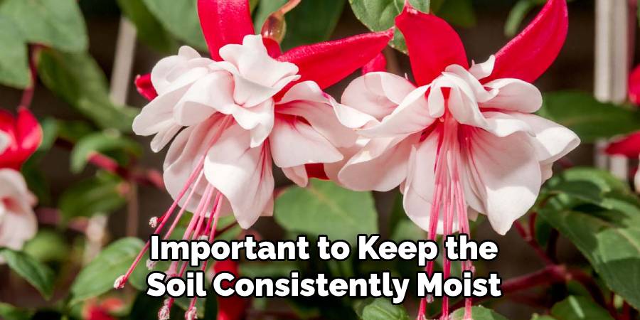Important to Keep the
Soil Consistently Moist