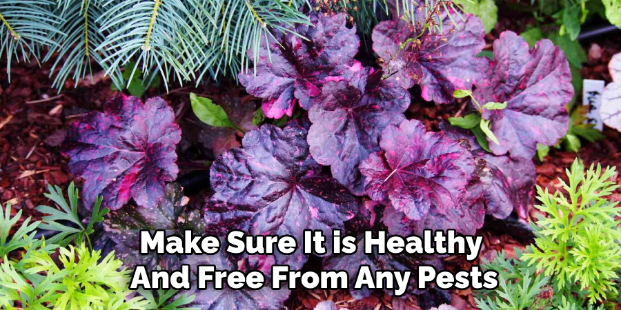 Make Sure It is Healthy
And Free From Any Pests