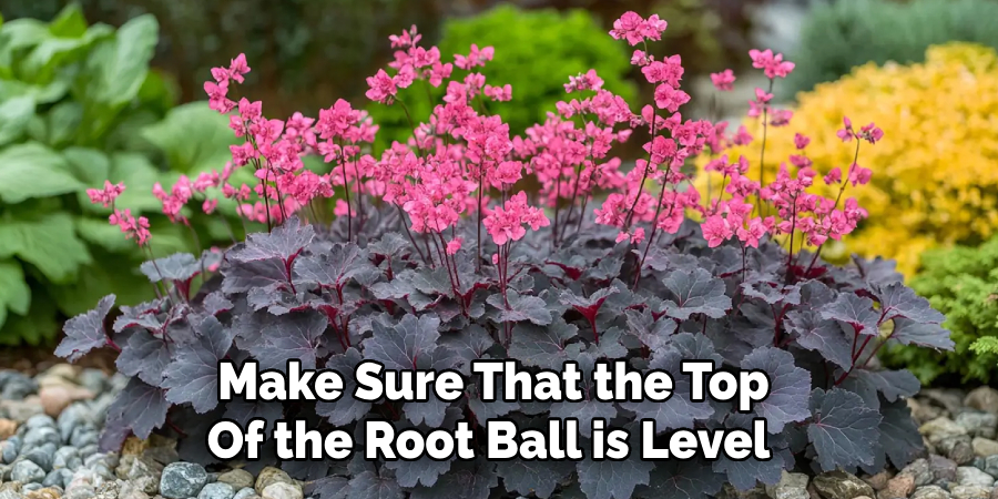 Make Sure That the Top
Of the Root Ball is Level