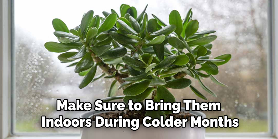 Make Sure to Bring Them
Indoors During Colder Months