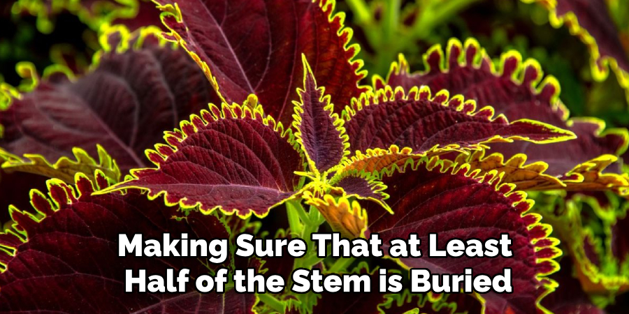 Making Sure That at Least
Half of the Stem is Buried