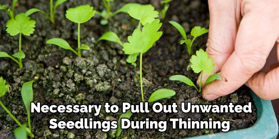 Necessary to Pull Out Unwanted
Seedlings During Thinning