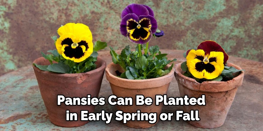 Pansies Can Be Planted
 in Early Spring or Fall